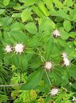 Gartenblumen Jade Tree, Atractylodes ovata weiß Foto, Beschreibung und Anbau, wächst und Merkmale