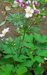 Garden Flowers Japanese Anemone, Anemone hupehensis pink Photo, description and cultivation, growing and characteristics