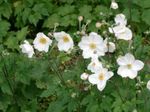 Dārza Ziedi Japānas Anemone, Anemone hupehensis balts Foto, apraksts un audzēšana, augošs un raksturlielumi