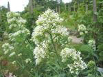 Gartenblumen Jupiter Bart, Schlüssel Zum Himmel, Roten Baldrian, Centranthus ruber weiß Foto, Beschreibung und Anbau, wächst und Merkmale