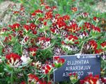 červená Květina Ledviny Hrachor, Prsty Dámské charakteristiky a fotografie