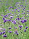 purple  Knapweed, Star Thistle, Cornflower characteristics and Photo