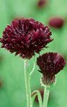 burgundy  Knapweed, Star Thistle, Cornflower characteristics and Photo