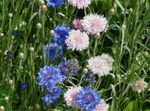  Knapweed, Stjerne Tidsel, Kornblomst, Centaurea pink Foto, beskrivelse og dyrkning, voksende og egenskaber
