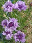 Λουλούδια κήπου Knapweed, Αστέρι Γαϊδουράγκαθο, Καλαμποκάλευρο, Centaurea πασχαλιά φωτογραφία, περιγραφή και καλλιέργεια, φυτοκομεία και χαρακτηριστικά