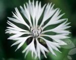 Trädgårdsblommor Knapweed, Stjärna Tistel, Blåklint, Centaurea vit Fil, beskrivning och uppodling, odling och egenskaper