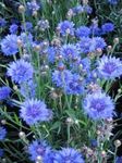Zahradní květiny Plevel, Hvězda Bodlák, Chrpa, Centaurea světle modrá fotografie, popis a kultivace, pěstování a charakteristiky