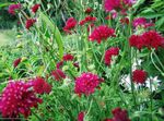 Hage blomster Knautia burgunder Bilde, beskrivelse og dyrking, voksende og kjennetegn