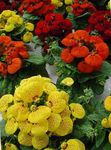 Ogrodowe Kwiaty Pantofelnik, Calceolaria czerwony zdjęcie, opis i uprawa, hodowla i charakterystyka