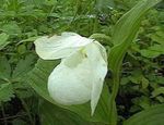 Zahradní květiny Lady Pantoflíček, Cypripedium ventricosum bílá fotografie, popis a kultivace, pěstování a charakteristiky