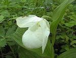 Trädgårdsblommor Dam Toffel Orkidé, Cypripedium ventricosum vit Fil, beskrivning och uppodling, odling och egenskaper