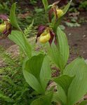 geel Bloem Lady Slipper Orchidee karakteristieken en foto