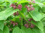 Садовые Цветы Яснотка, Lamium розовый Фото, описание и выращивание, выращивание и характеристика