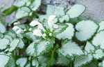 Tuin Bloemen Lamium, Dovenetel wit foto, beschrijving en teelt, groeiend en karakteristieken