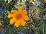 Sodo Gėlės Lanceleaf Coreopsis, Tickseed Coreopsis oranžinis Nuotrauka, aprašymas ir auginimas, augantis ir charakteristikos