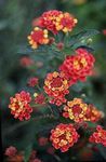 Zahradní květiny Lantana červená fotografie, popis a kultivace, pěstování a charakteristiky