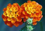 oranžový Kvetina Lantana vlastnosti a fotografie