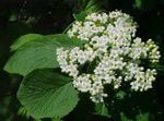 Zahradní květiny Lantana bílá fotografie, popis a kultivace, pěstování a charakteristiky