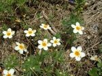 Flores Grandes Phlox, Phlox Montaña, Phlox California, Linanthus blanco Foto, descripción y cultivo, cultivación y características