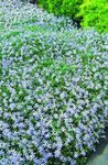 Flores de jardín Laurentia, Isotoma azul claro Foto, descripción y cultivo, cultivación y características