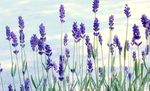 Flores do Jardim Lavanda, Lavandula azul foto, descrição e cultivo, crescente e características