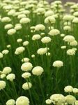 beyaz çiçek Lavanta Pamuk, Kutsal Ot, Toprak Selvi, Minyon Selvi, Yeşil Santolina özellikleri ve fotoğraf