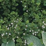Zahradní květiny Menší Saturejka, Calamintha šeřík fotografie, popis a kultivace, pěstování a charakteristiky