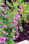 Λουλούδια κήπου Μικρότερο Calamint, Calamintha ροζ φωτογραφία, περιγραφή και καλλιέργεια, φυτοκομεία και χαρακτηριστικά