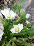 Have Blomster Lewisia, Cliff Tjenestepiger, Siskiyou Lewisia, Siskiyou Bitterroot hvid Foto, beskrivelse og dyrkning, voksende og egenskaber