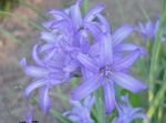 světle modrá Květina Lily-Of-The-Altaj, Levandule Horské Lily, Sibiřský Lily, Blankytně Modrá Horské Lilie, Tatarská Lilie charakteristiky a fotografie