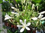 Gartenblumen Lily Of The Nile, Afrikanische Lilie, Agapanthus africanus weiß Foto, Beschreibung und Anbau, wächst und Merkmale