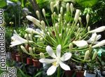 Садовыя Кветкі Агапантус Афрыканскі, Agapanthus africanus белы фота, апісанне і вырошчванне, вырошчванне і характарыстыка