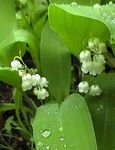 Tuin Bloemen Lelie Van De Vallei, Kan Klokken, De Tranen Van Onze Dame, Convallaria wit foto, beschrijving en teelt, groeiend en karakteristieken