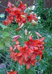 Баштенске Цветови Лили Азијска Хибриди, Lilium црвено фотографија, опис и култивација, растуће и карактеристике