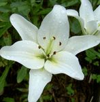 Hage blomster Lily De Asiatiske Hybrider, Lilium hvit Bilde, beskrivelse og dyrking, voksende og kjennetegn