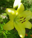 Баштенске Цветови Лили Азијска Хибриди, Lilium жут фотографија, опис и култивација, растуће и карактеристике