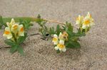 Have Blomster Linaria gul Foto, beskrivelse og dyrkning, voksende og egenskaber