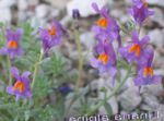Ogrodowe Kwiaty Alpine Toadflax, Toadflax Japońsku, Linaria liliowy zdjęcie, opis i uprawa, hodowla i charakterystyka