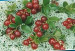 Tuin Bloemen Lingonberry, Berg Cranberry, Vossebes, Foxberry, Vaccinium vitis-idaea rood foto, beschrijving en teelt, groeiend en karakteristieken