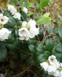 Hage blomster Tyttebær, Foxberry, Vaccinium vitis-idaea hvit Bilde, beskrivelse og dyrking, voksende og kjennetegn