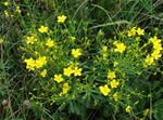 žlutý Květina Linum Trvalka charakteristiky a fotografie