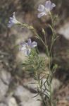 庭の花 アマの多年草, Linum ホワイト フォト, 説明 と 栽培, 成長 と 特性