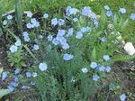 ბაღის ყვავილები Linum მრავალწლიანი ღია ლურჯი სურათი, აღწერა და გაშენების, იზრდება და მახასიათებლები