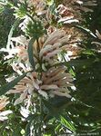 庭の花 ライオンの耳、ライオンの尾、野生のマリファナ, Leonotis leonurus ホワイト フォト, 説明 と 栽培, 成長 と 特性