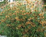 Ogrodowe Kwiaty Leonotis, Leonotis leonurus pomarańczowy zdjęcie, opis i uprawa, hodowla i charakterystyka