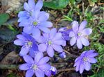 园林花卉 Liverleaf，地钱，圆叶肝, Hepatica nobilis, Anemone hepatica 浅蓝 照, 描述 和 养殖, 成长 和 特点