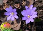 园林花卉 Liverleaf，地钱，圆叶肝, Hepatica nobilis, Anemone hepatica 紫丁香 照, 描述 和 养殖, 成长 和 特点