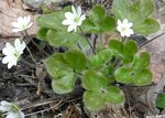  Liverleaf, Liverwort, Roundlobe Sinilille, Hepatica nobilis, Anemone hepatica valge Foto, kirjeldus ja kultiveerimine, kasvav ja omadused