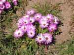 Λουλούδια κήπου Λίβινγκστον Μαργαρίτα, Dorotheanthus (Mesembryanthemum) ροζ φωτογραφία, περιγραφή και καλλιέργεια, φυτοκομεία και χαρακτηριστικά