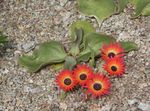 Zahradní květiny Livingstone Sedmikráska, Dorotheanthus (Mesembryanthemum) červená fotografie, popis a kultivace, pěstování a charakteristiky